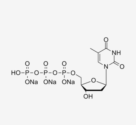 DTTP Deoxythymidine Triphosphate 100mM Solution 2'-Deoxythymidine-5'-Triphosphate CAS 18423-43-3