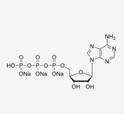 ATP   Adenosine 5’-triphosphate disodium salt  CAS:987-65-5  white solution  ≥95% (HPLC)