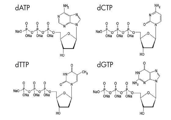 Deoxynucleoside 5 Triphosphates Modified Nucleotides DNTP Mix Solution DATP DCTP DGTP DTTP